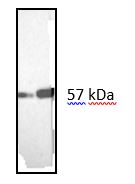 Figure 2. Western blotting result showing the specific reactivity of MUB1900P with the 57kDa protein band of vimentin in both the mouse (3T3 mouse fibroblasts; left lane) and human (normal human dermal fibroblasts; right lane) cell extracts.